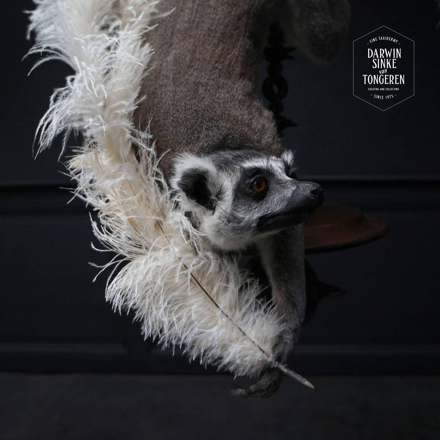 Contemporary Fine Taxidermy Ring-Tailed Lemur by Sinke & Van Tongeren