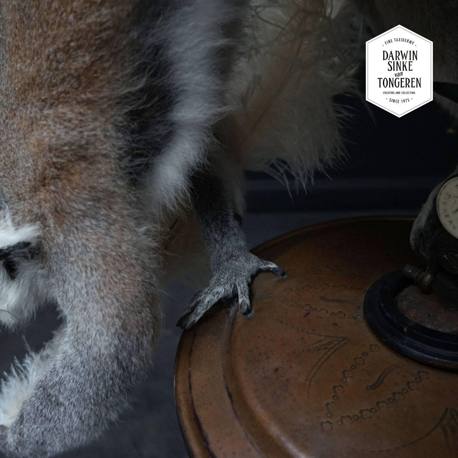 Fine Taxidermy Ring-Tailed Lemur by Sinke & Van Tongeren 1