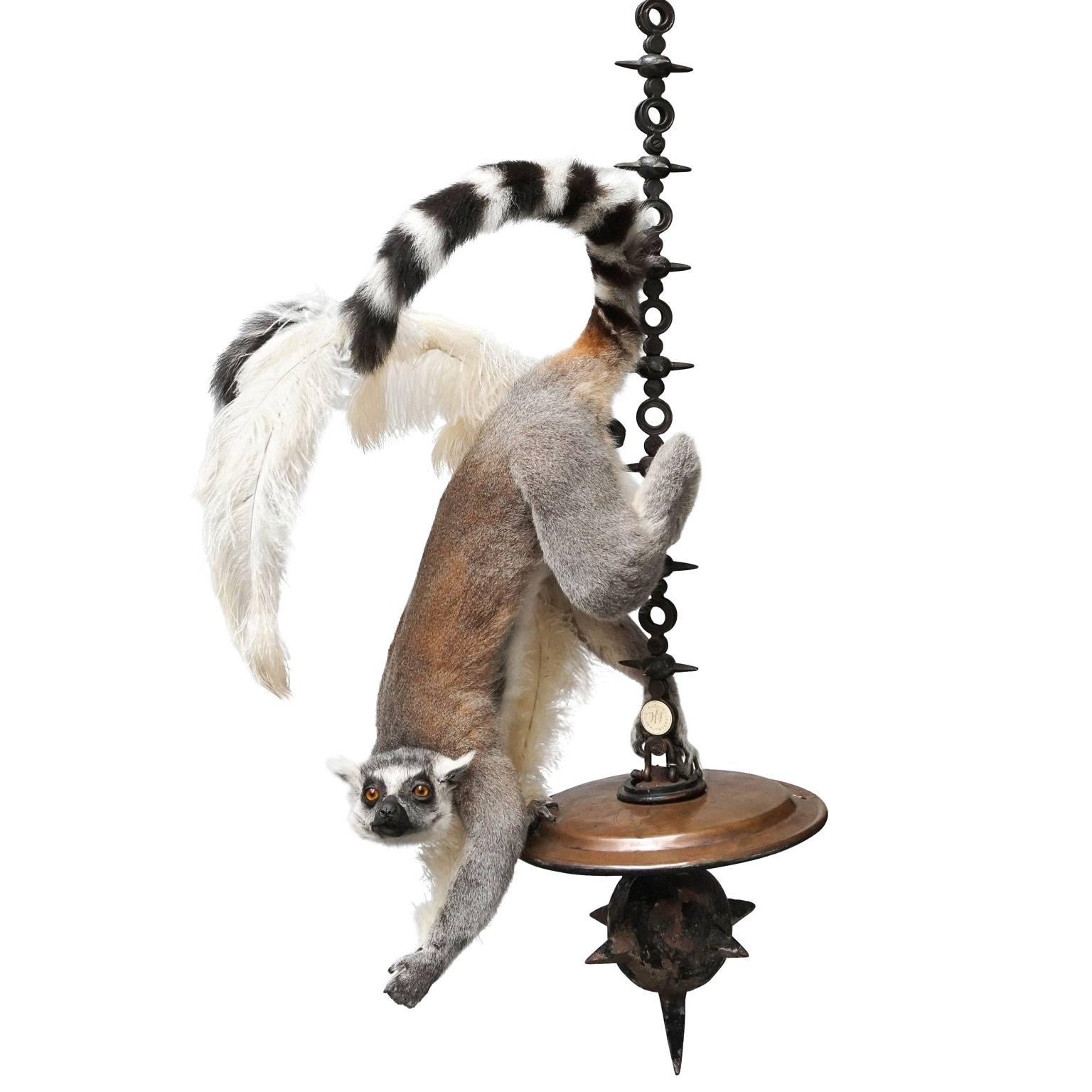 This Lemur catta is hanging from a bespoke chain. Balancing on a copper disc holding a string of ostrich feathers. Length of the chain is variable.

Note: None of our animals have been taken from the wild and all animals have died of natural