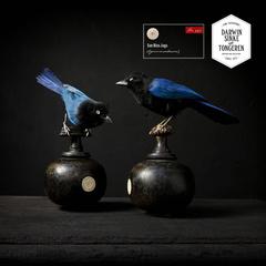 Set of Male and Female San Blas Jays by Sinke & Van Tongeren