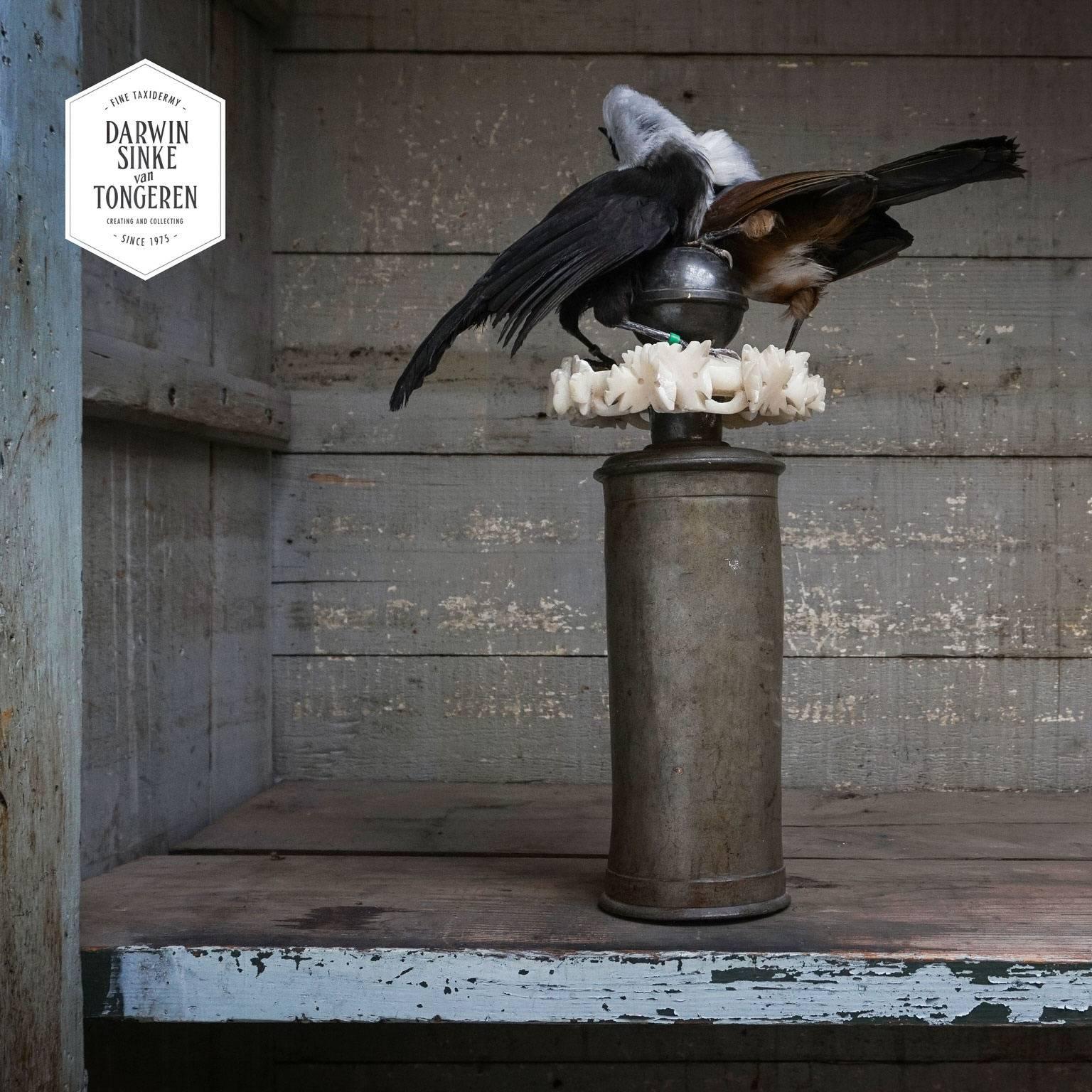 Contemporary Fine Taxidermy Laughingthrush Couple by Sinke & Van Tongeren