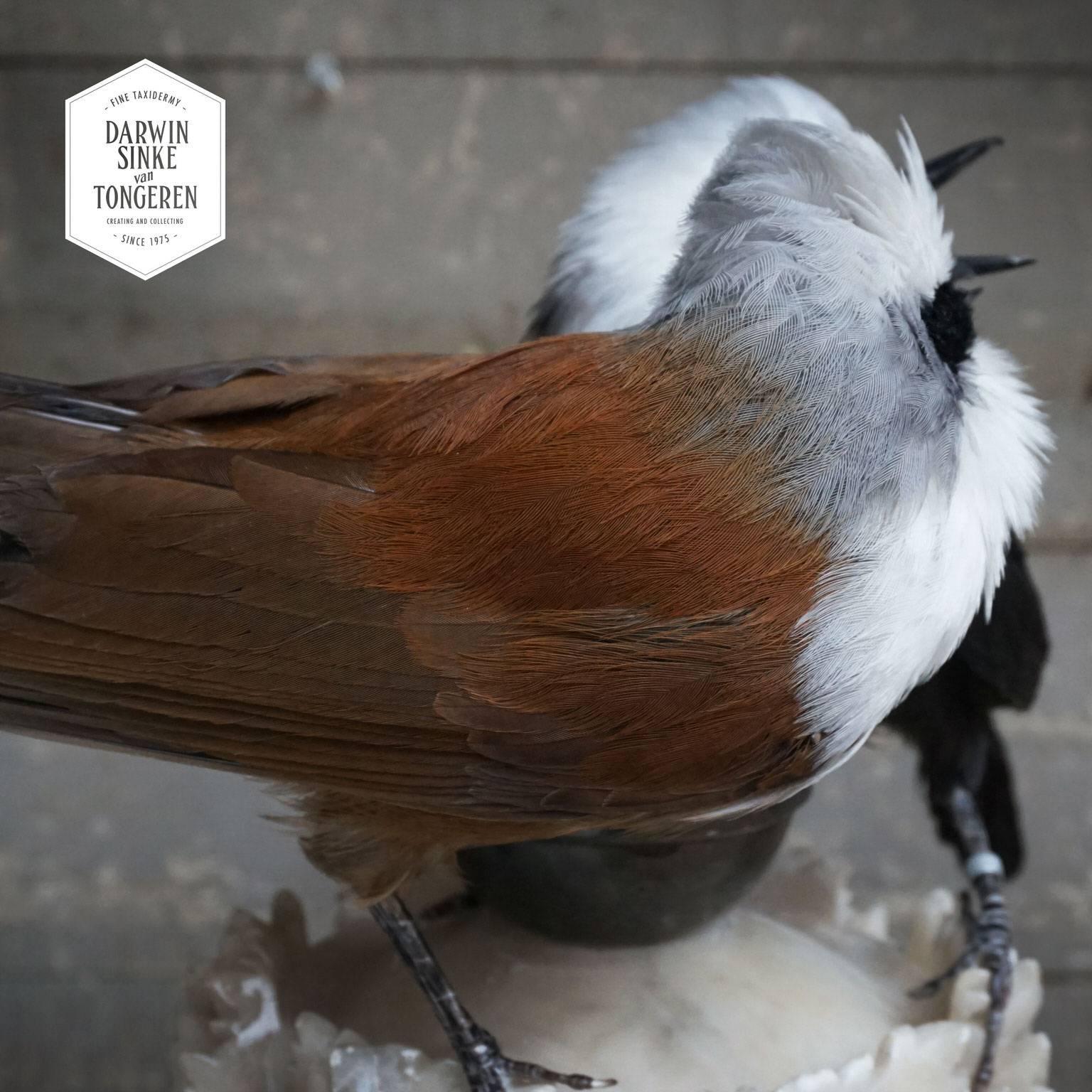 Fine Taxidermy Laughingthrush Couple by Sinke & Van Tongeren In Excellent Condition In Haarlem, NL