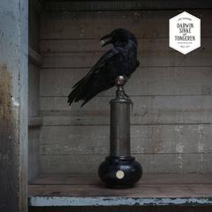Fine Taxidermy Raven by Sinke & Van Tongeren