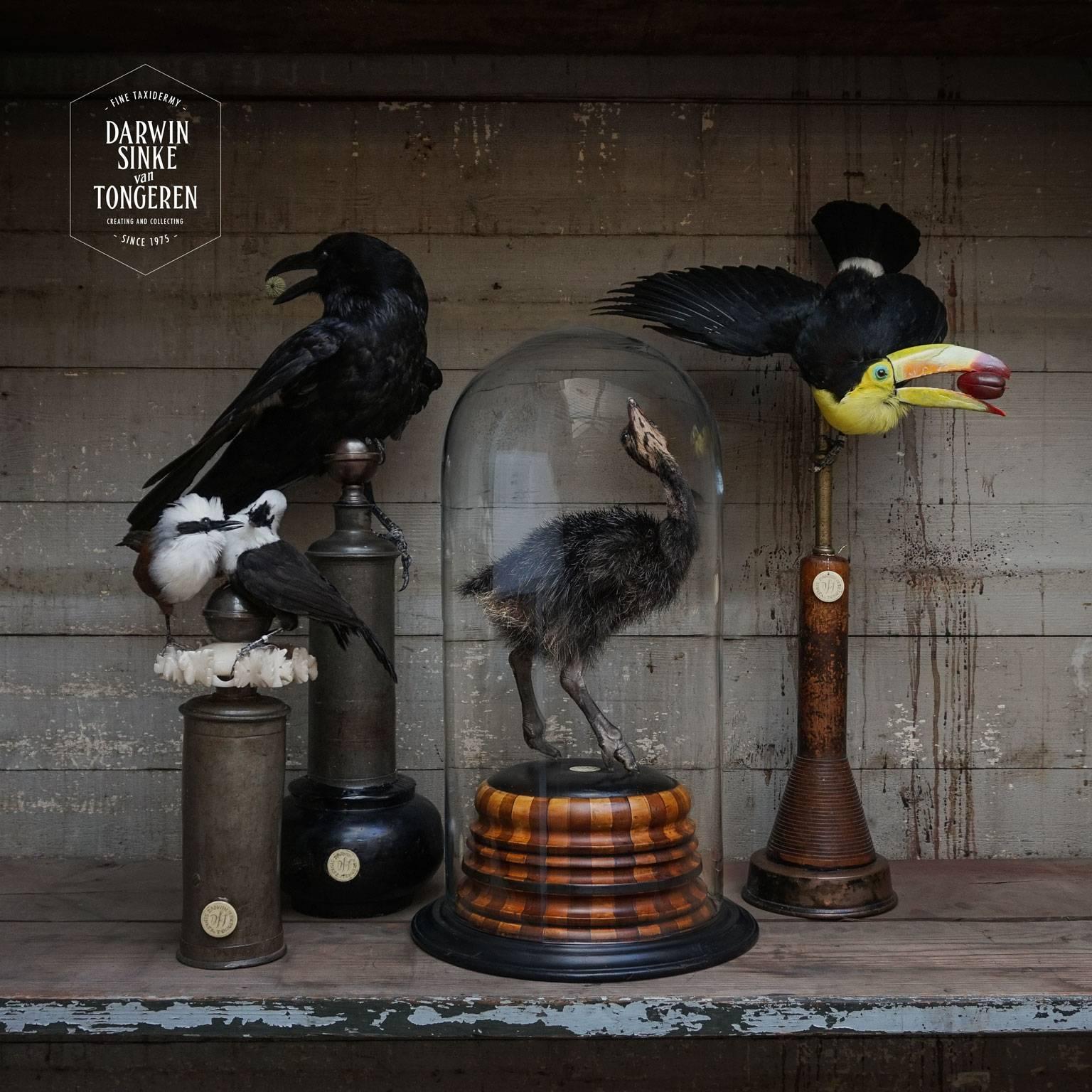 Fine Taxidermy Keel-Billed Toucan by Sinke & Van Tongeren 1