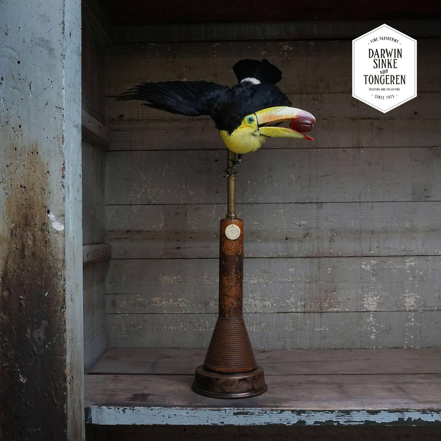 A rare keel-billed toucan (Ramphastos sulfuratus) on a bespoke brass, wood and copper base. 
All Fine taxidermy works by Sinke & Van Tongeren are unique and handmade. Each mannequin inside is sculpted by hand to create their beautiful and unique