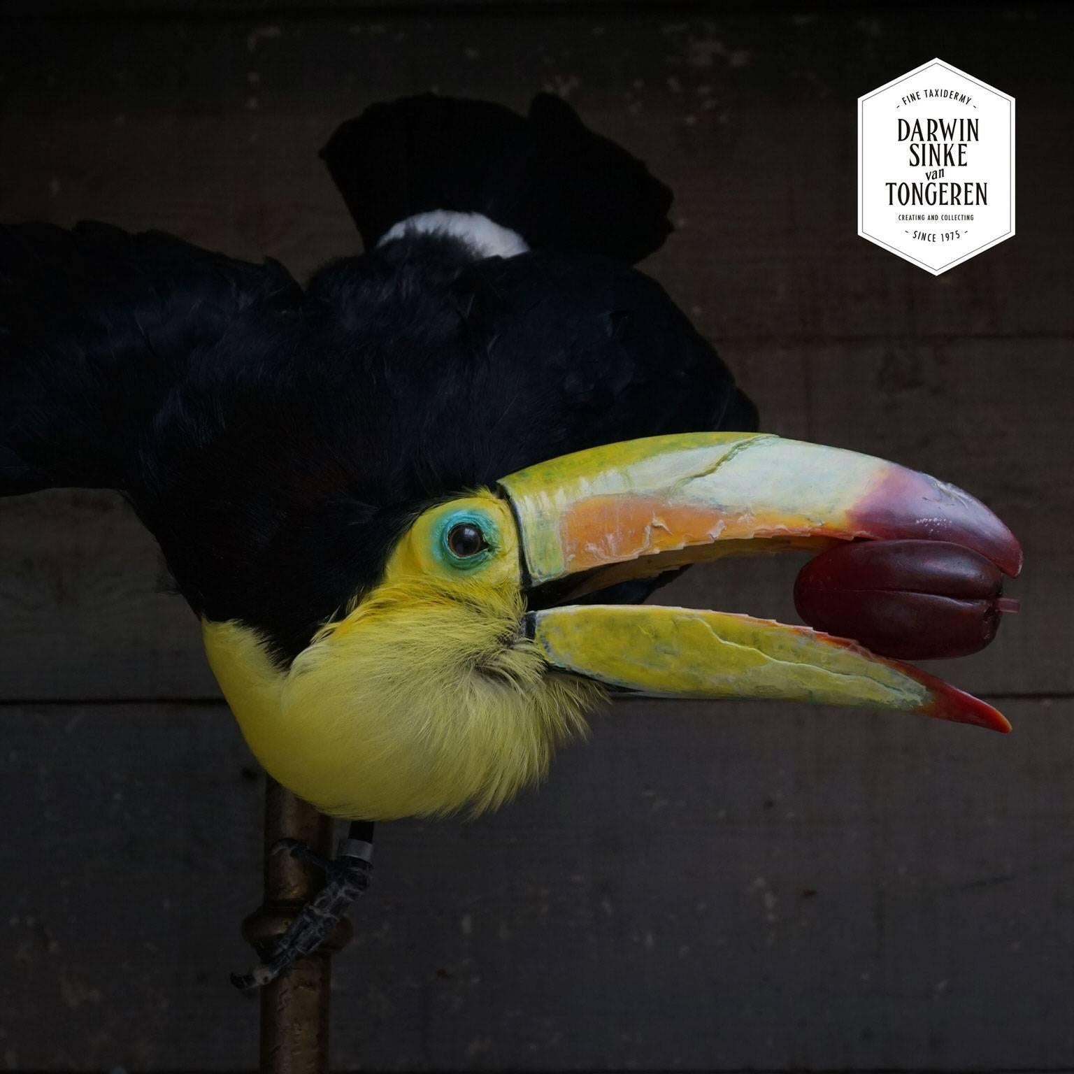 toucan taxidermy