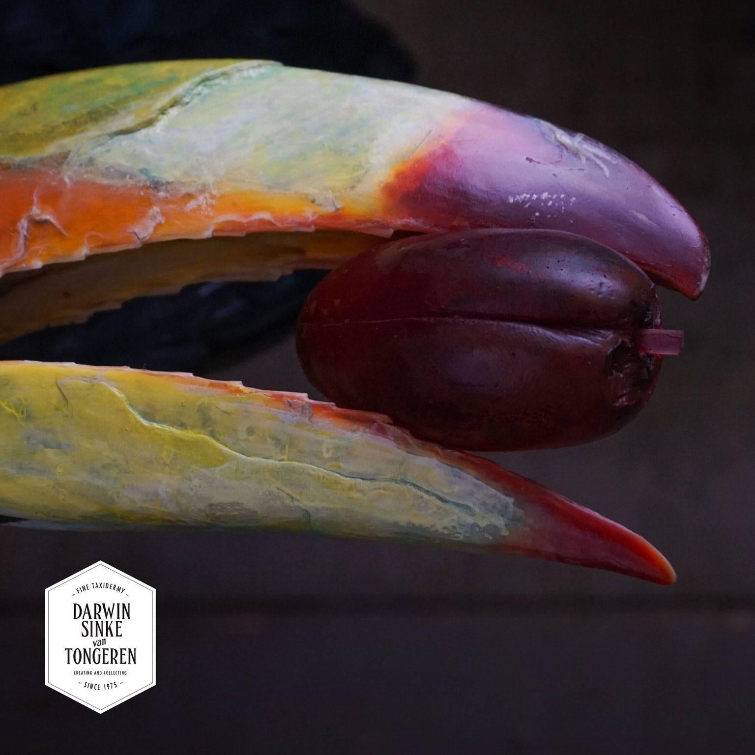 Contemporary Fine Taxidermy Keel-Billed Toucan by Sinke & Van Tongeren