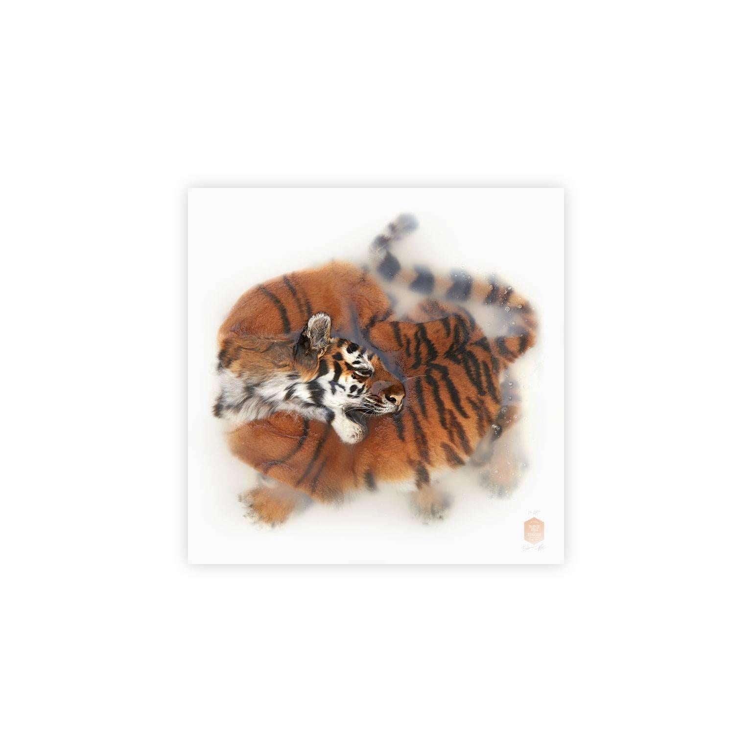 Unknown pose by Amur Tiger is nr. 3/10.

Size:
160 x 160 cm (63 x 63 in).
Size framed (optional).
174 x 174 cm (68.5 x 68.5 in).
 
Medium
Giclée Fine Art print on Hahnemuehle photo rag ultra smooth.

About the Artists:
Jaap Sinke (1973),