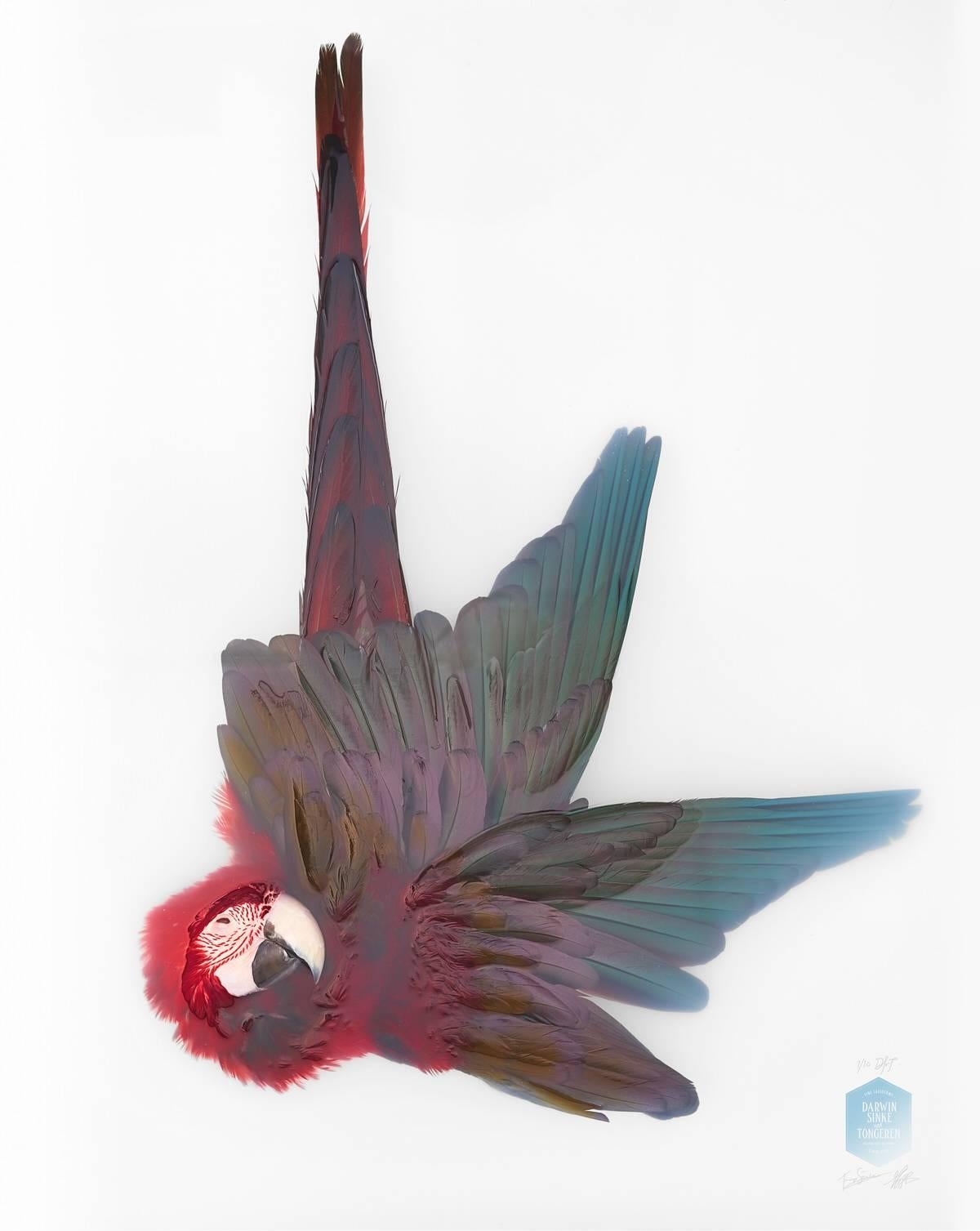 Unknown pose by Green-winged Macaw is nr. 2/10.

Size:
160 x 160 cm (63 x 63 in).
Size framed (optional).
174 x 174 cm (68.5 x 68.5 in).
 
Medium.
Giclée fine art print on Hahnemuehle photo rag ultra smooth.

About the artists:
Jaap