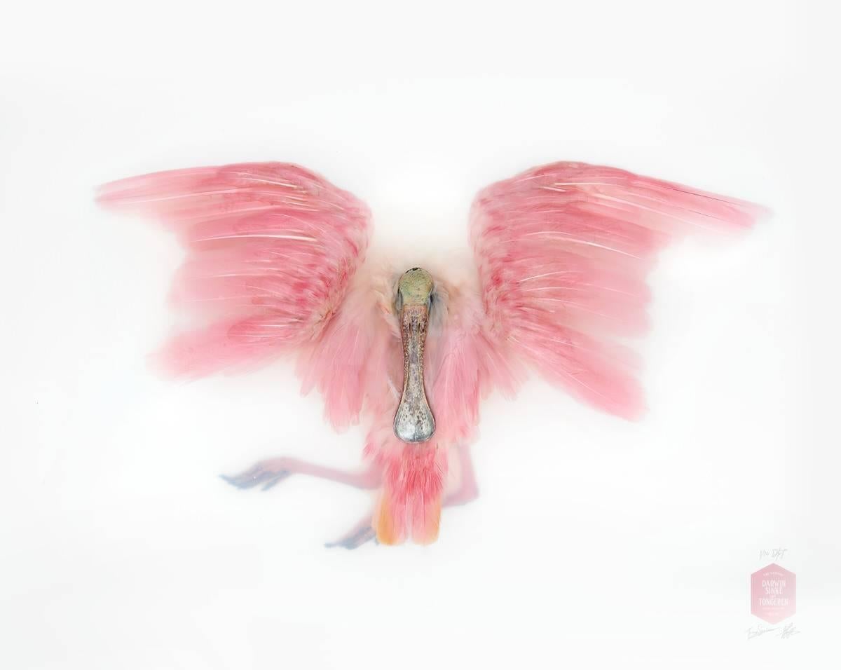 Unknown Pose by Roseate Spoonbill is nr. 7/10.

Size:
160 x 160 cm (63 x 63 in).
Size Framed (optional).
174 x 174 cm (68.5 x 68.5 in).
 
Medium
Giclée Fine Art Print on Hahnemuehle Photo Rag Ultra Smooth.

About the Artists:
Jaap Sinke