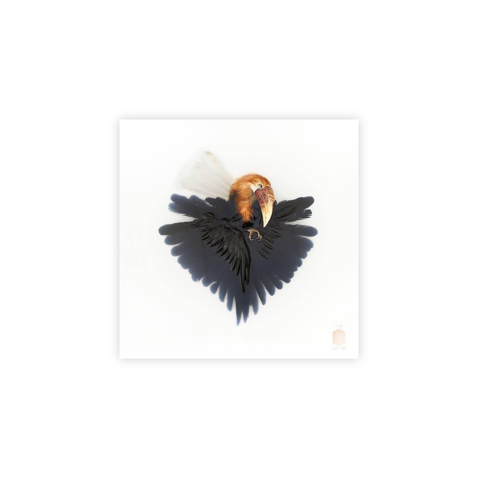 Unknown pose by Wreathed Hornbill is nr. 4/10.

Size:
40 x 40 cm (15.7 x 15.7 in).
Size Framed (optional).
48 x 48 cm (19 x 19 in).
 
Medium
Giclée Fine Art Print on Hahnemuehle photo rag ultra smooth.

About the Artists:
Jaap Sinke