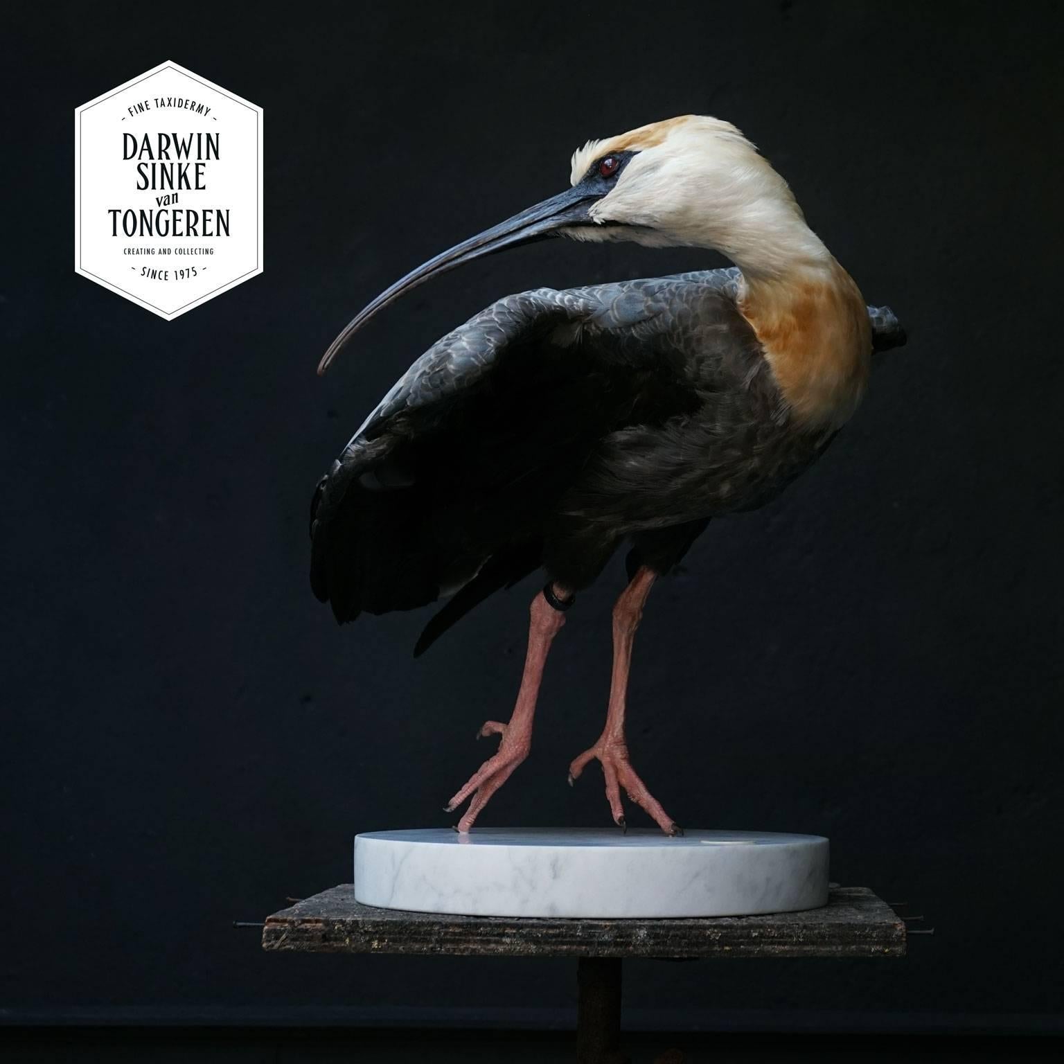 Fine Taxidermy Study 'Black-Faced Ibis' by Sinke & Van Tongeren 2
