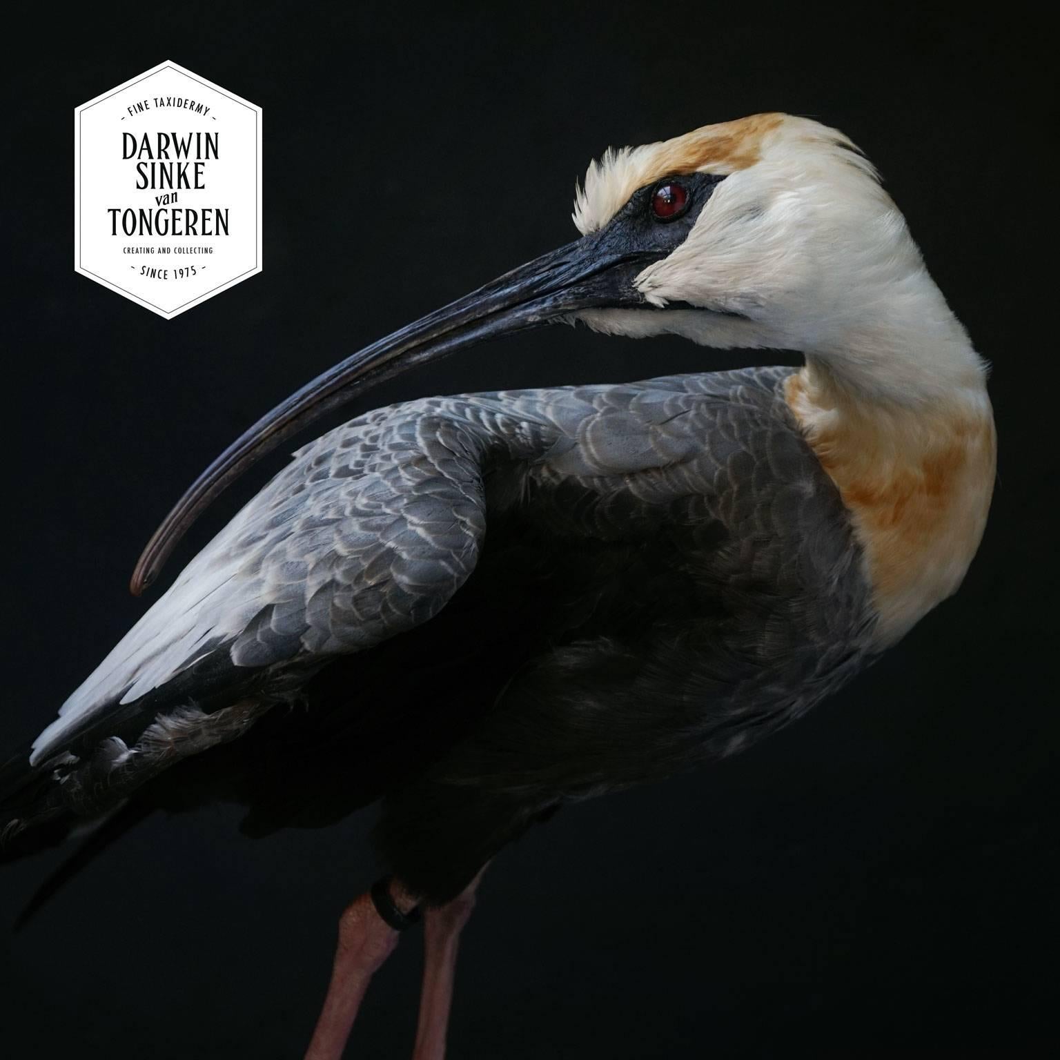 Fine Taxidermy Study 'Black-Faced Ibis' by Sinke & Van Tongeren 1