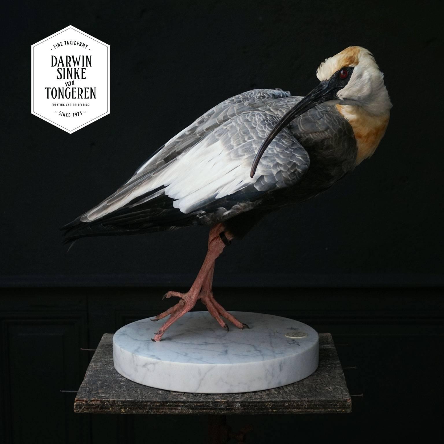 Fine Taxidermy Study 'Black-Faced Ibis' by Sinke & Van Tongeren In Excellent Condition In Haarlem, NL