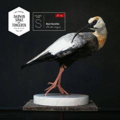 Fine Taxidermy Study 'Black-Faced Ibis' by Sinke & Van Tongeren