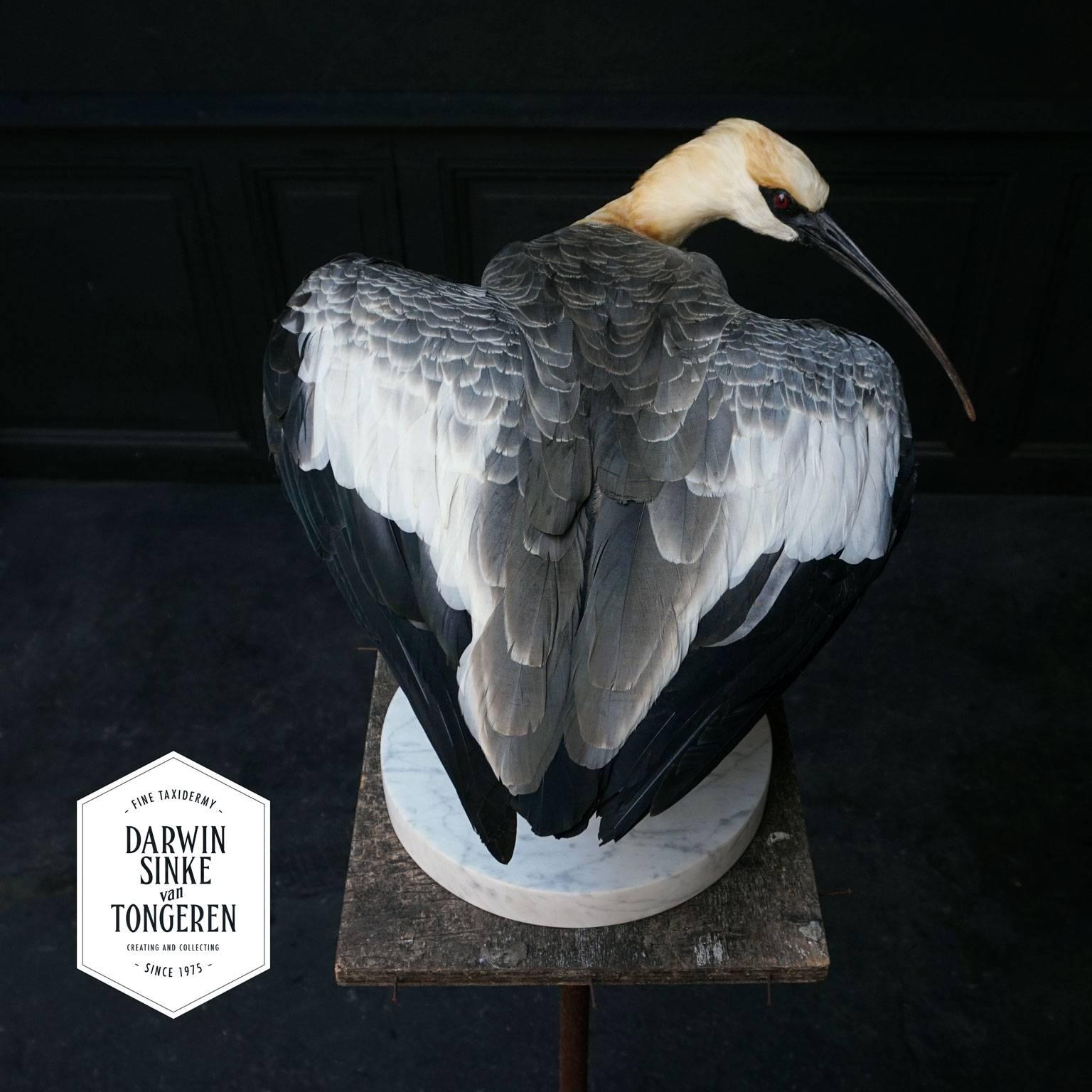 Dutch Fine Taxidermy Study 'Black-Faced Ibis' by Sinke & Van Tongeren