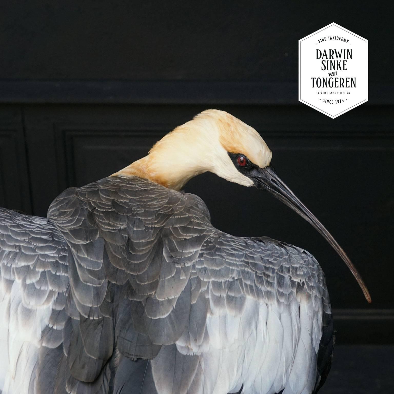Contemporary Fine Taxidermy Study 'Black-Faced Ibis' by Sinke & Van Tongeren
