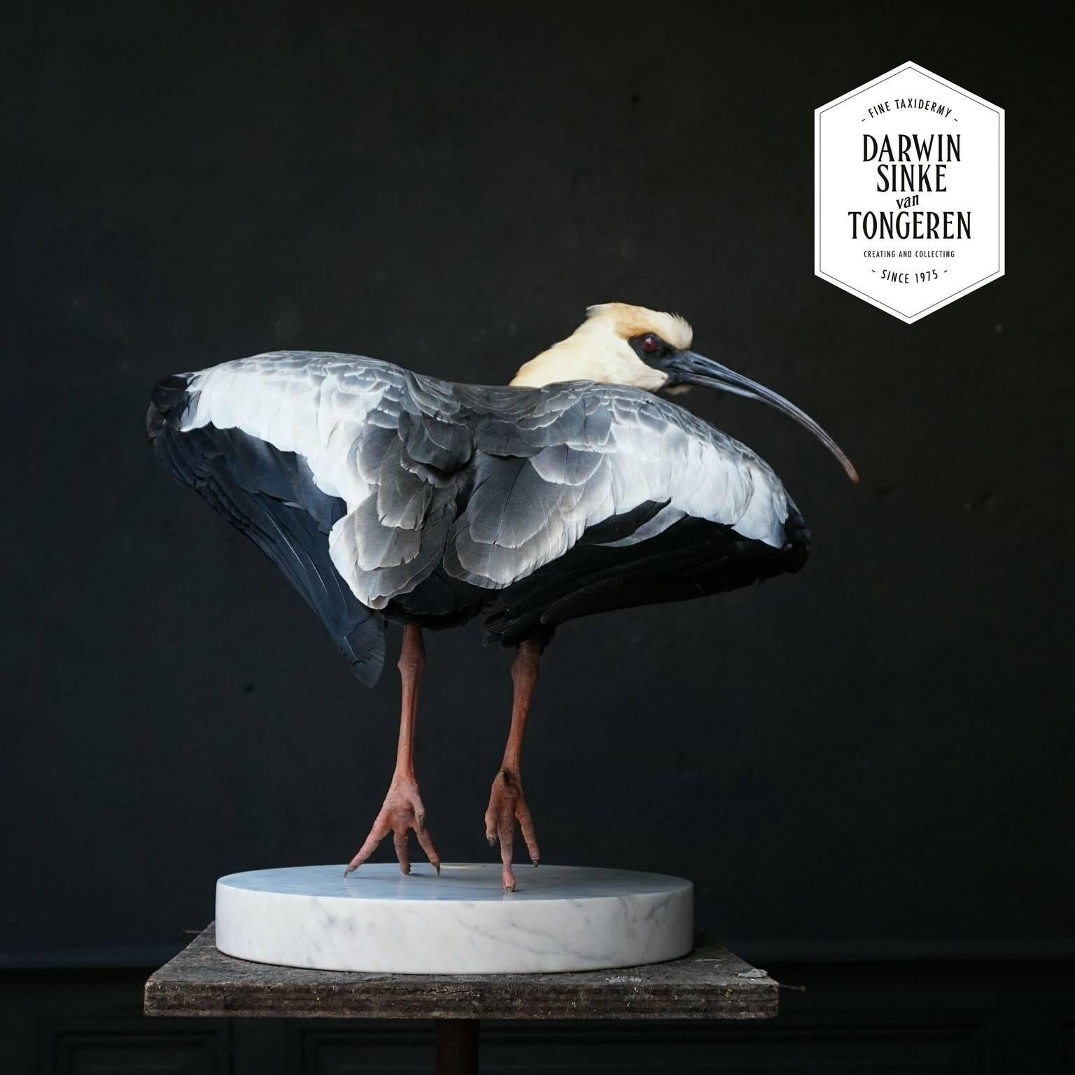 Fine Taxidermy Study 'Black-Faced Ibis' by Sinke & Van Tongeren 3