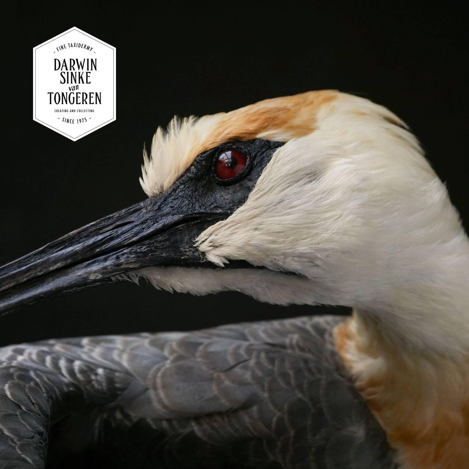 Fine Taxidermy Study 'Black-Faced Ibis' by Sinke & Van Tongeren 5