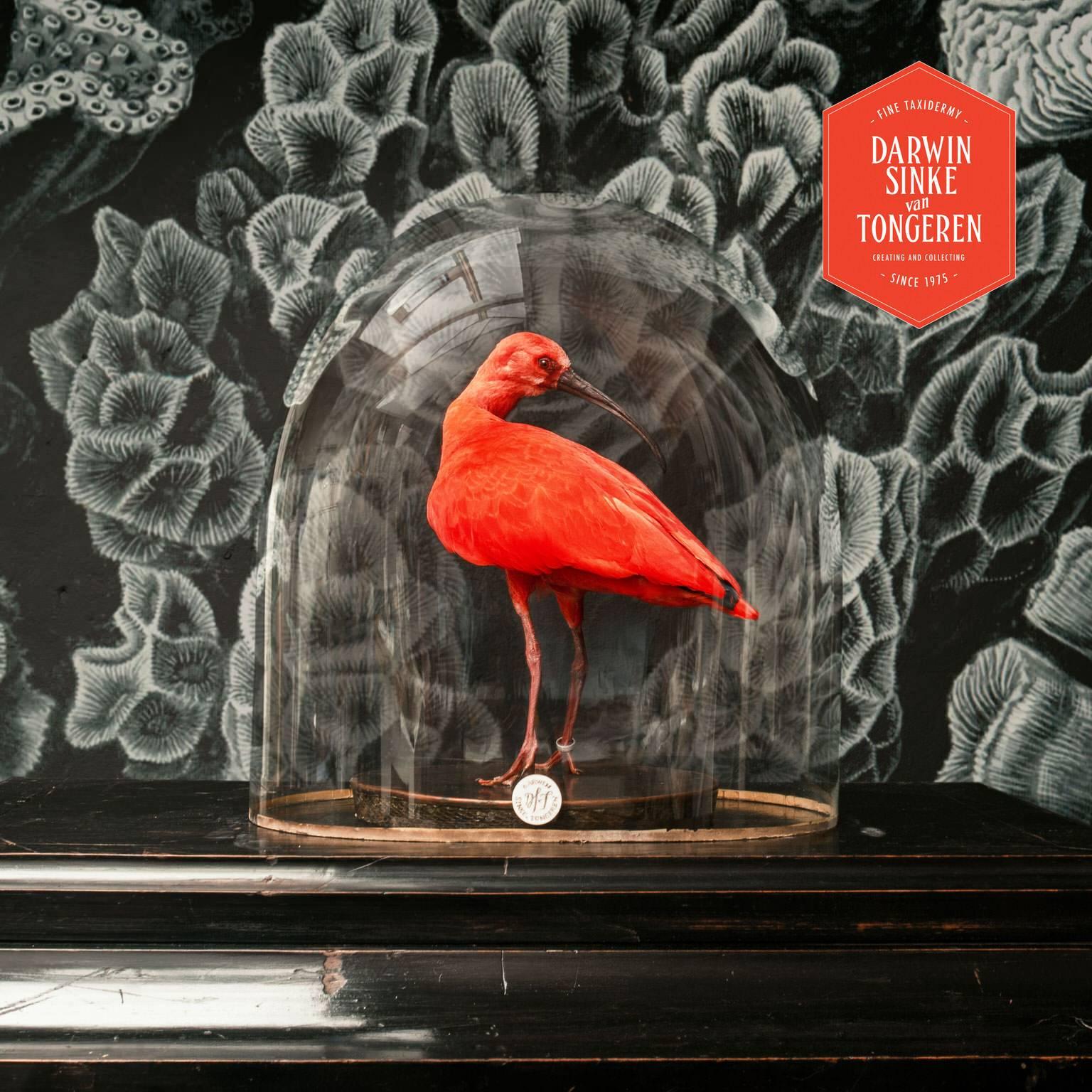 This fine taxidermy Scarlet Ibis by Sinke & van Tongeren sitting under an antique glass dome on top of a copper base lined with snake skin.
Only a few weeks a year at a certain age Scarlet Ibises are this beautiful. During their mating period the