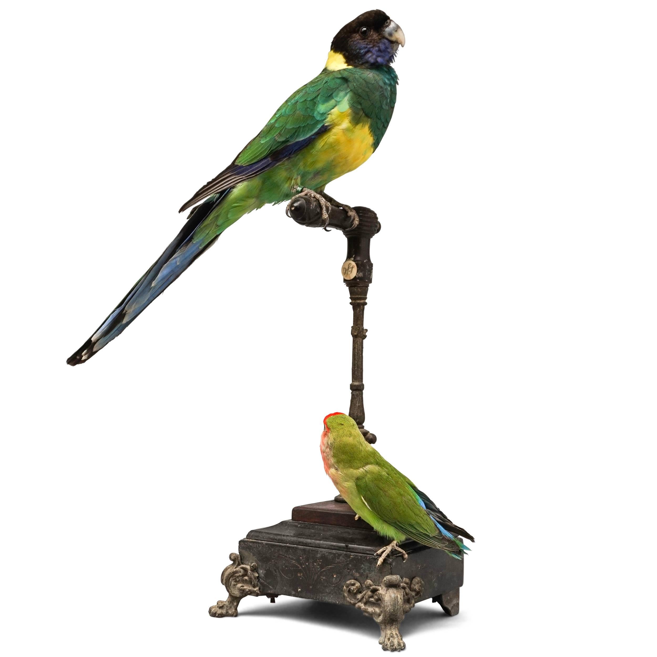 A Port Lincoln Parrot (Barnardius zonarius) and a Rosy-faced lovebird (Agapornis roseicollis) Together mounted on an antique base created out of marble, brass and wood. 

Note: This object is on display at JAMB, Pimlico Rd. London.

Note: None