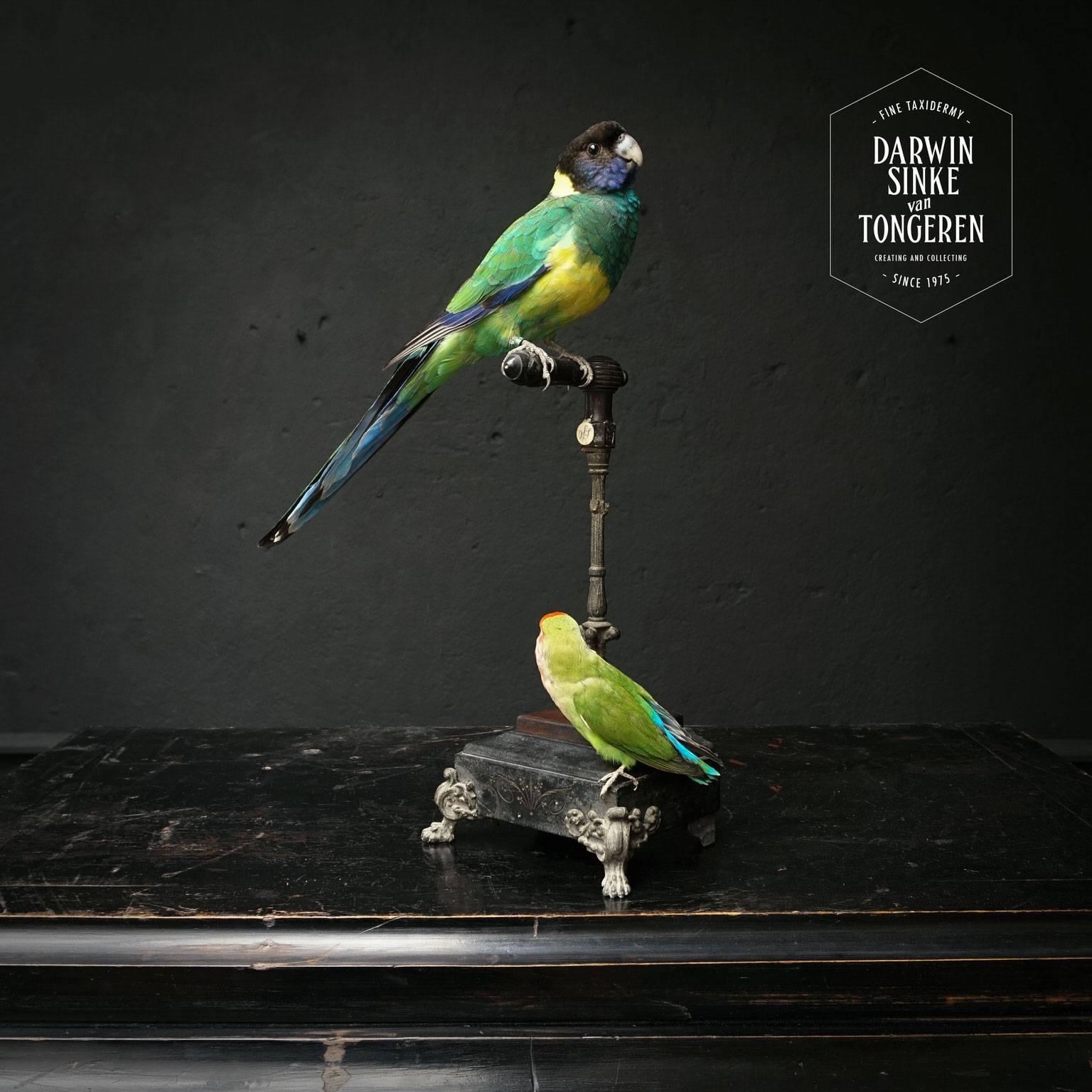 Fine Taxidermy Port Lincoln Parrot and Lovebird by Sinke & Van Tongeren In Excellent Condition In Haarlem, NL
