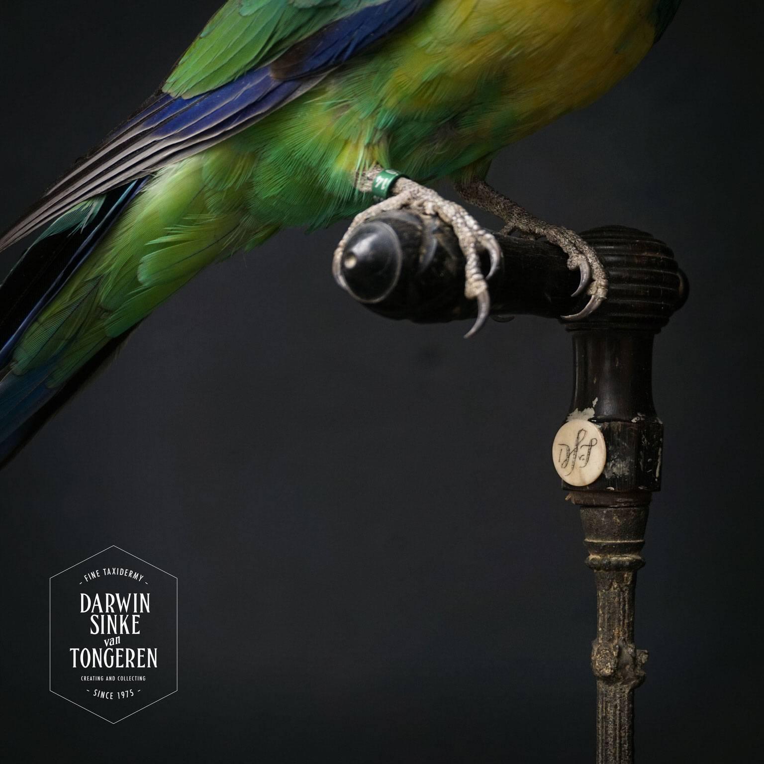 Fine Taxidermy Port Lincoln Parrot and Lovebird by Sinke & Van Tongeren 3