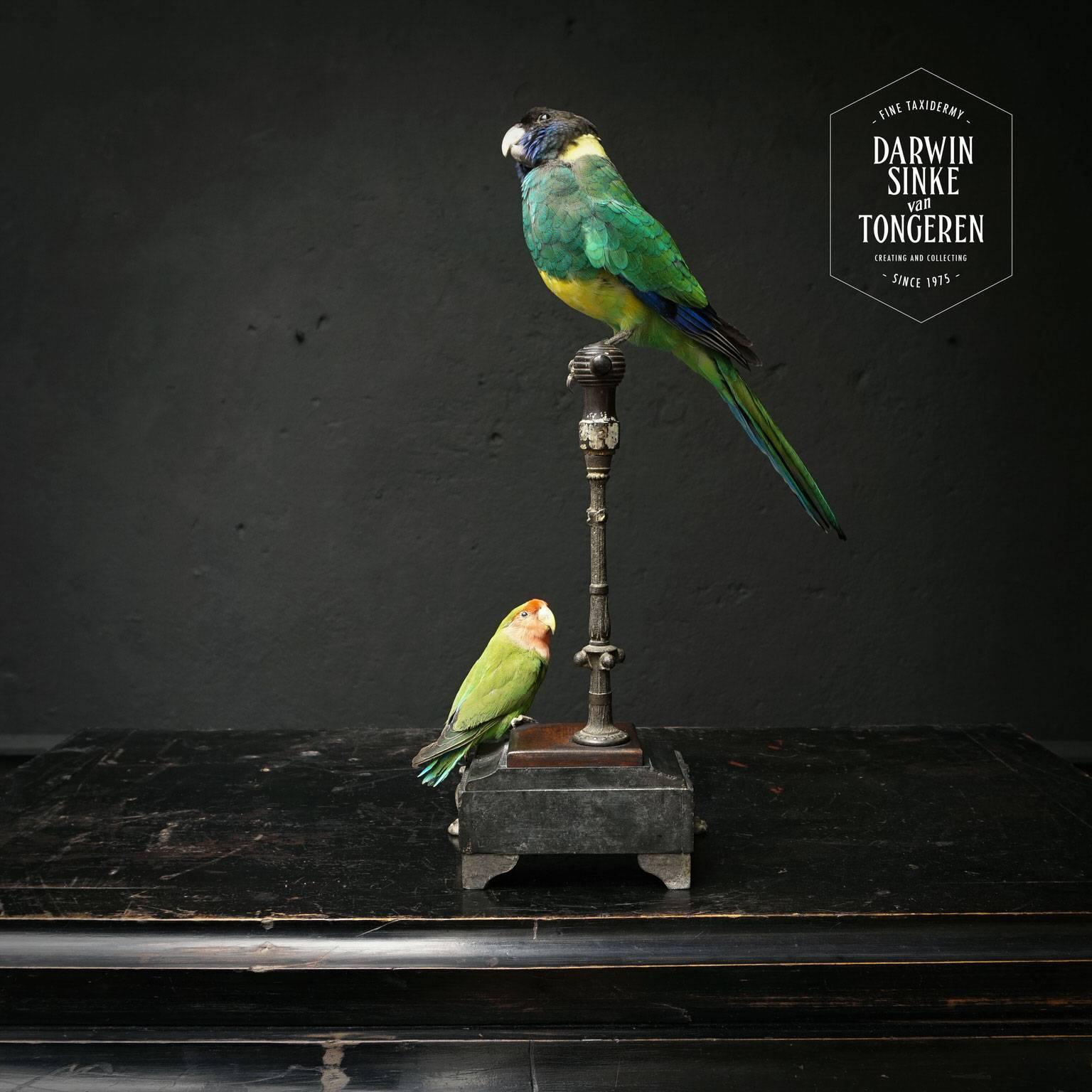 Contemporary Fine Taxidermy Port Lincoln Parrot and Lovebird by Sinke & Van Tongeren