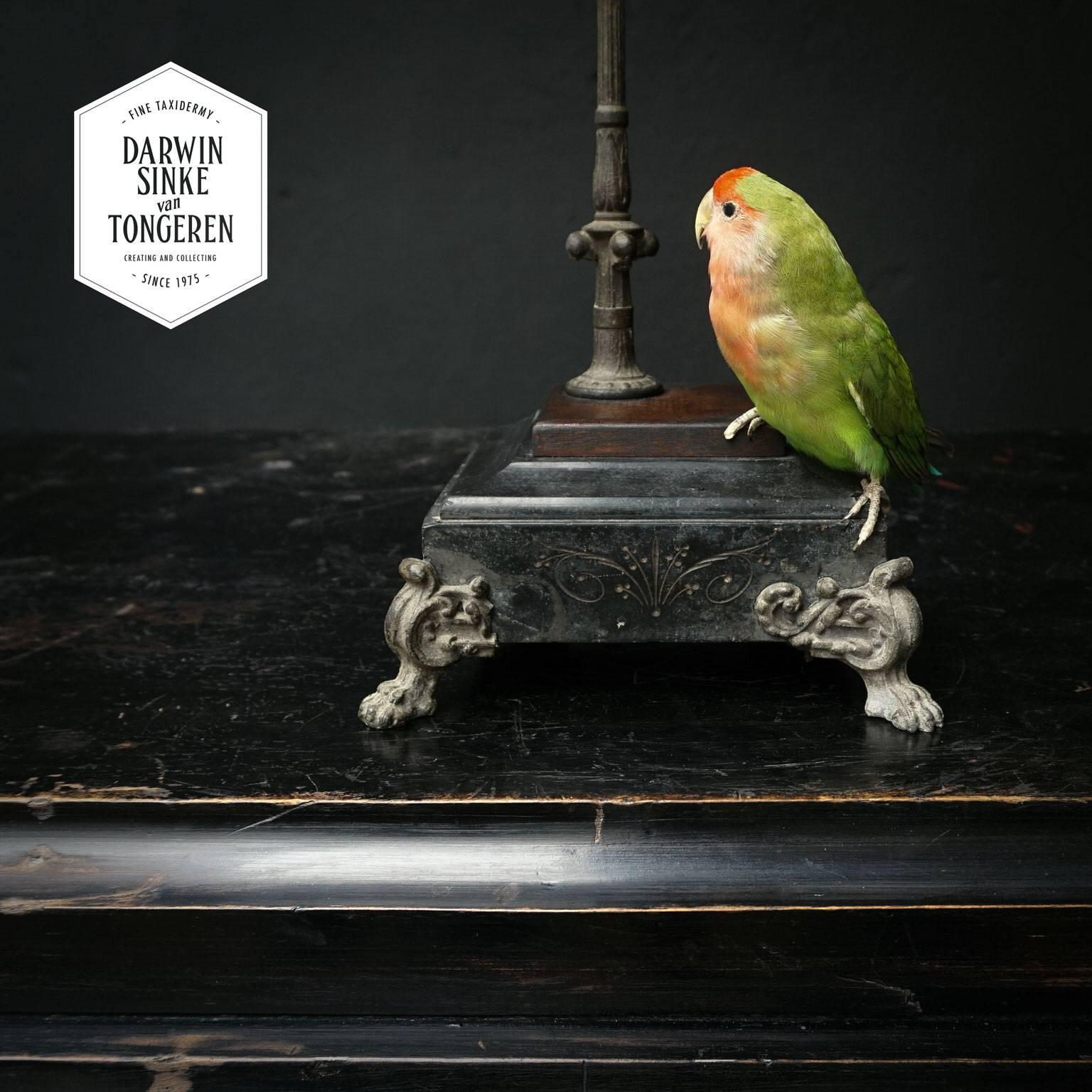 Fine Taxidermy Port Lincoln Parrot and Lovebird by Sinke & Van Tongeren 4