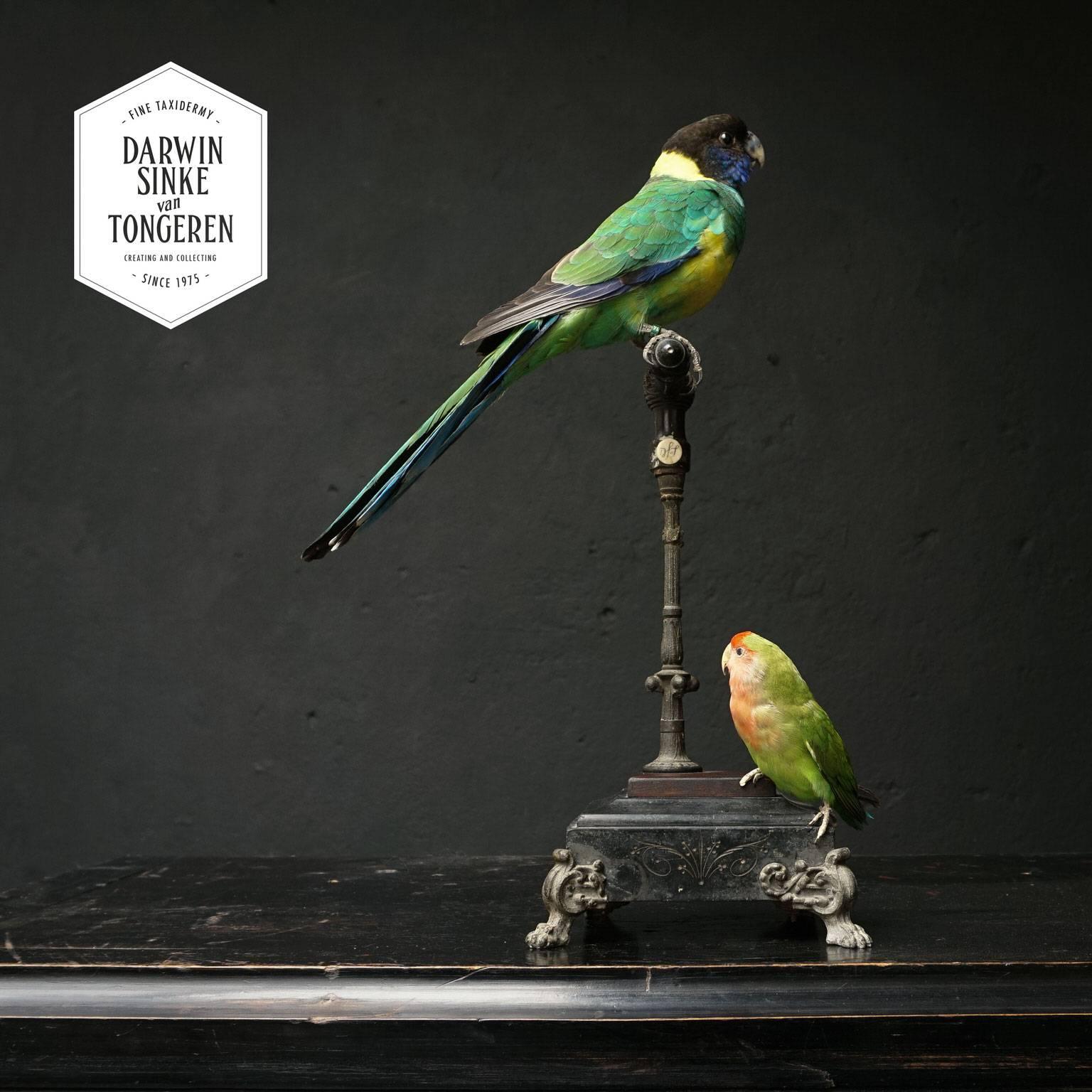Dutch Fine Taxidermy Port Lincoln Parrot and Lovebird by Sinke & Van Tongeren