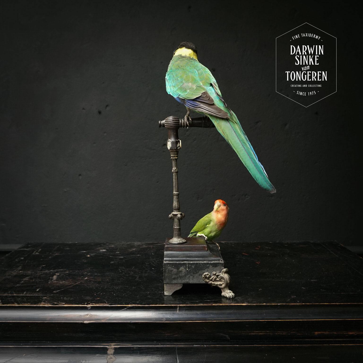Fine Taxidermy Port Lincoln Parrot and Lovebird by Sinke & Van Tongeren 1