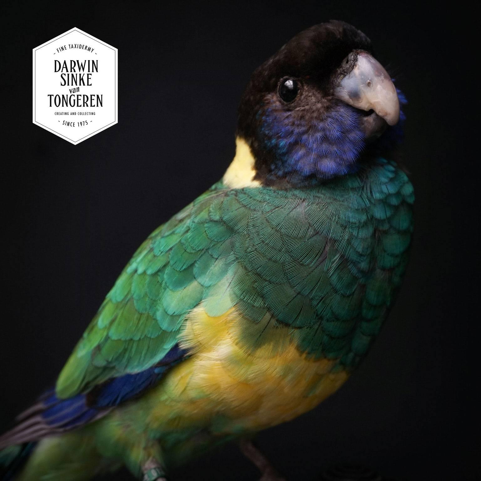 Fine Taxidermy Port Lincoln Parrot and Lovebird by Sinke & Van Tongeren 2