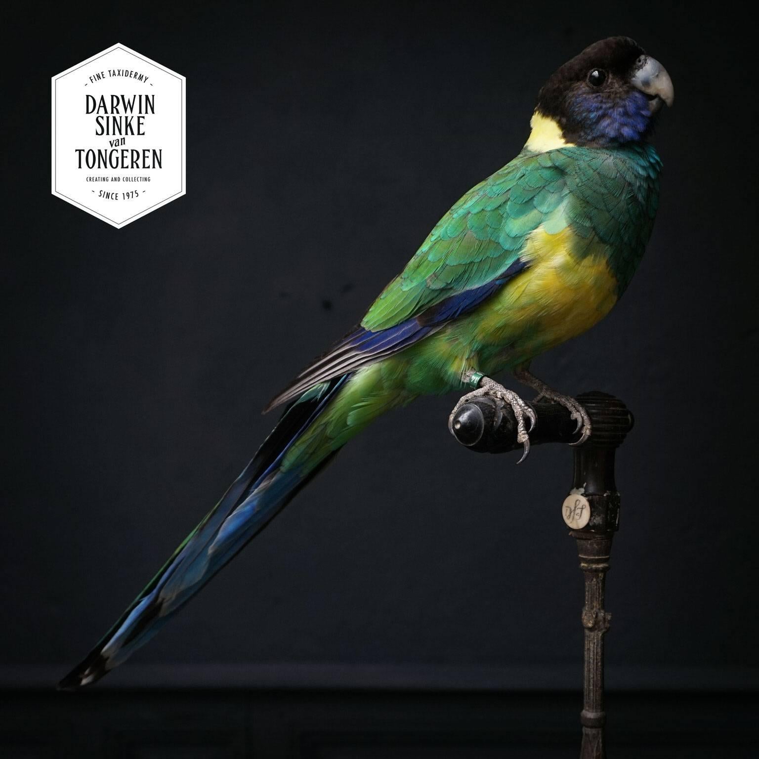 Fine Taxidermy Port Lincoln Parrot and Lovebird by Sinke & Van Tongeren 5