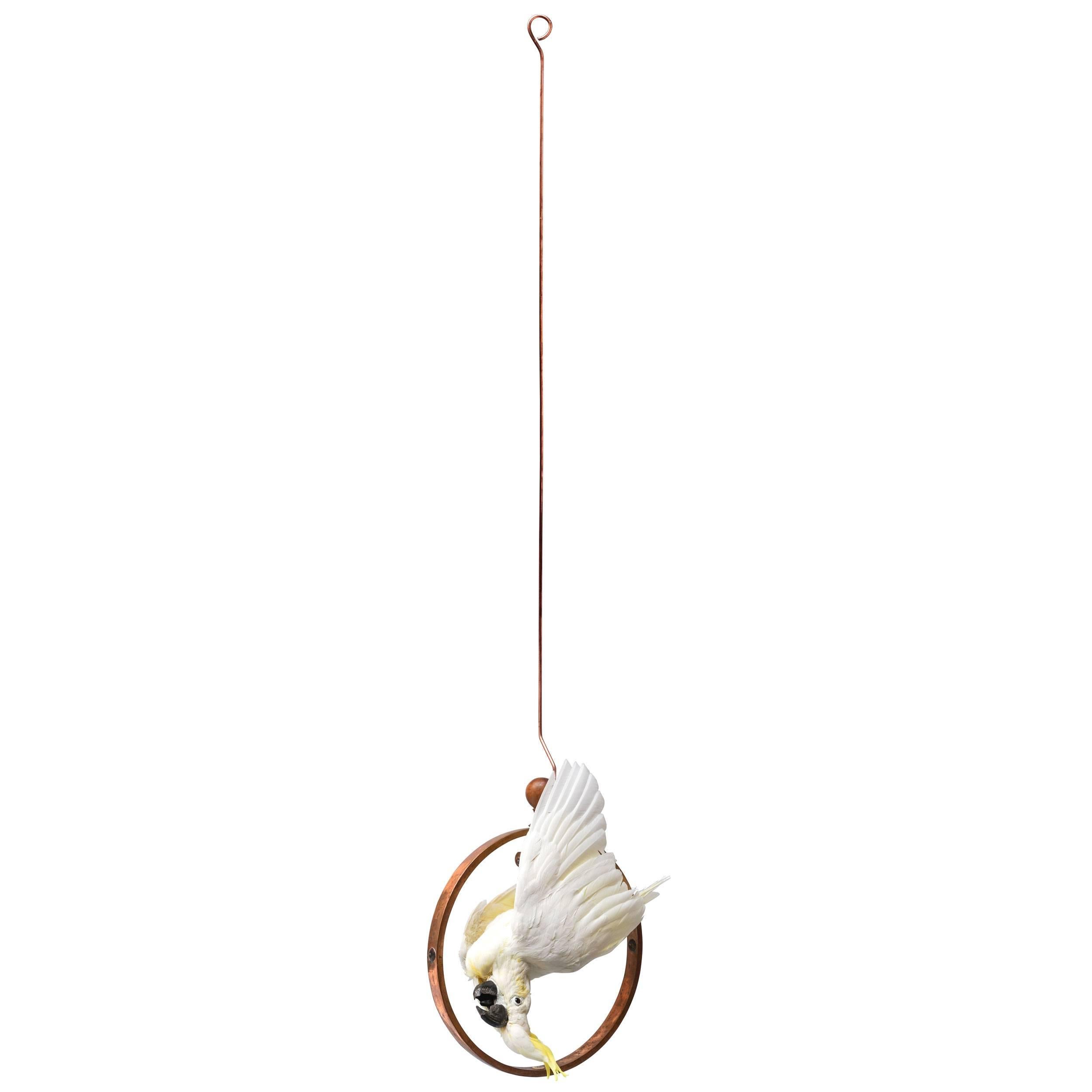 An acrobatic Cockatoo showing off on a hanging brass ring from the early 20th century. Originally the Cacatua sulphurea lives on Celebes and some very small islands near Celebes. Although critically endangered this rare bird came from a zoo after it
