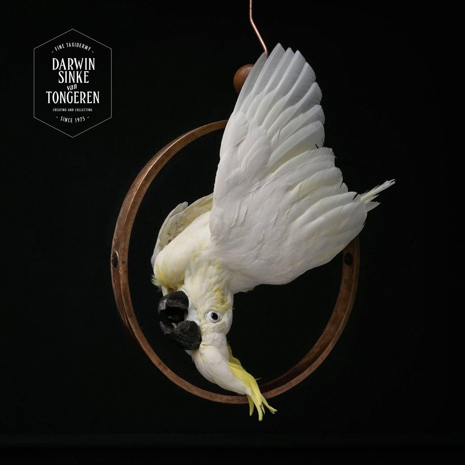 Fine Taxidermy Sulphur-Crested Cockatoo by Sinke & Van Tongeren 1