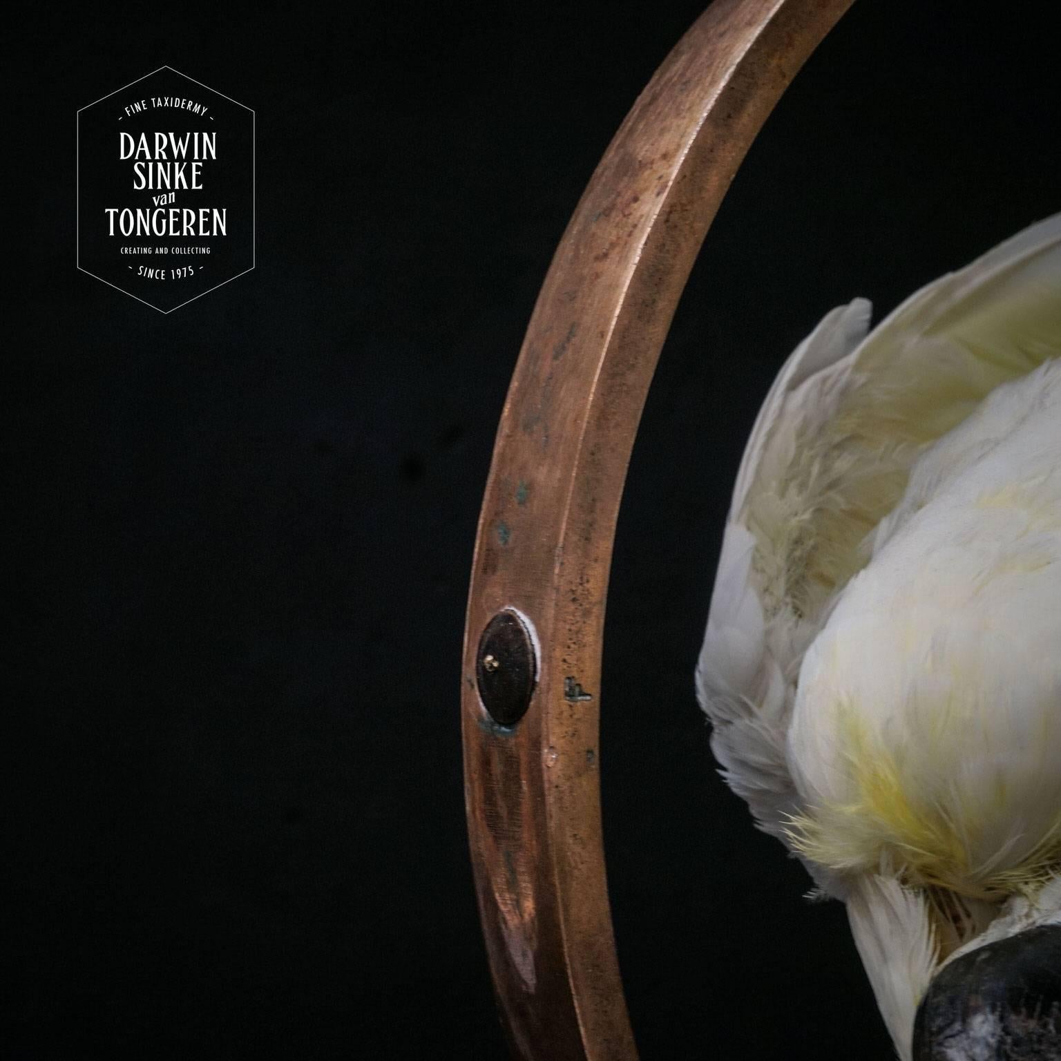 Fine Taxidermy Sulphur-Crested Cockatoo by Sinke & Van Tongeren 2