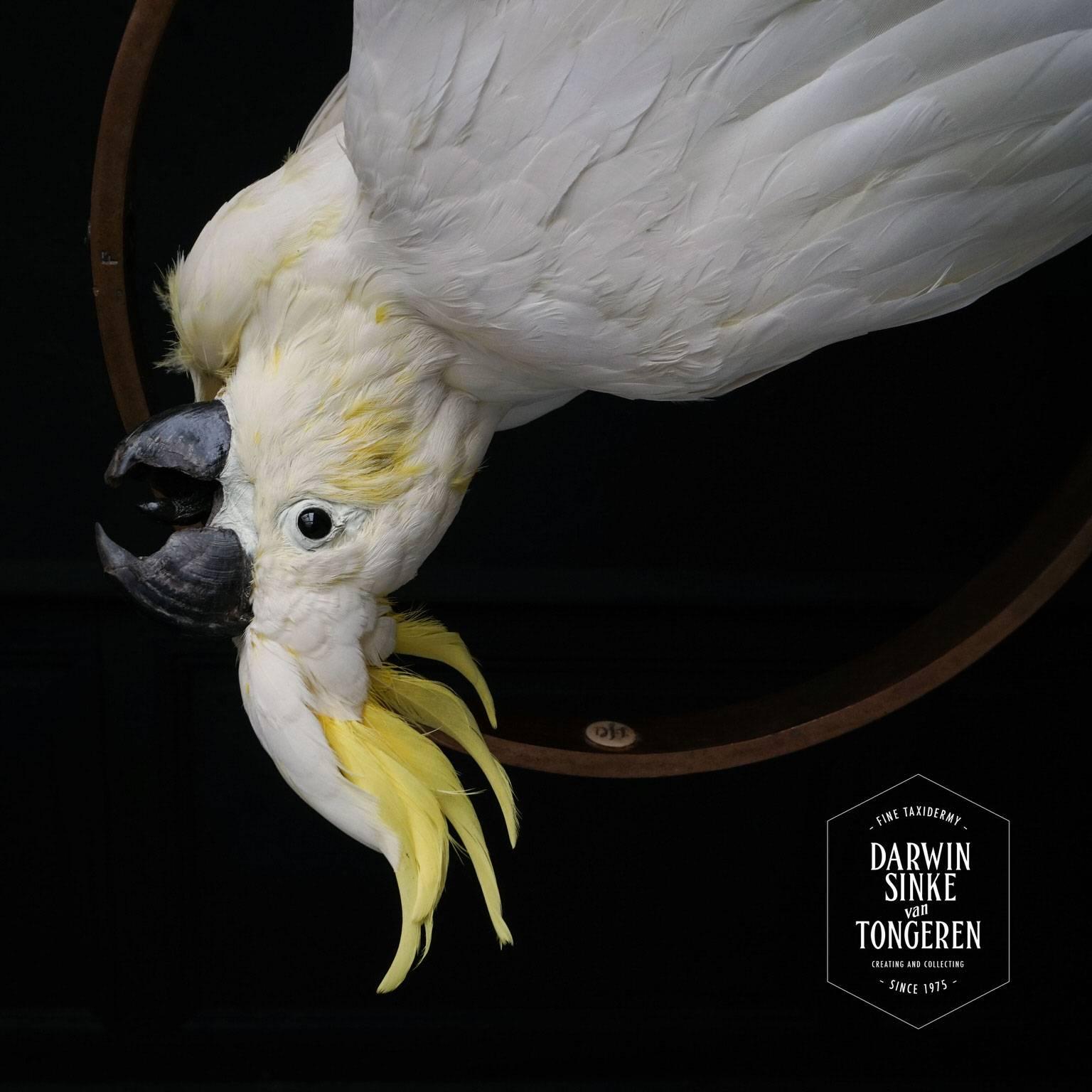 Dutch Fine Taxidermy Sulphur-Crested Cockatoo by Sinke & Van Tongeren