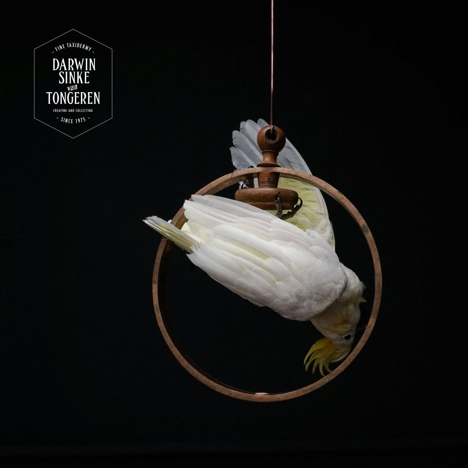 Fine Taxidermy Sulphur-Crested Cockatoo by Sinke & Van Tongeren 4