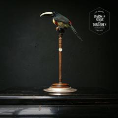Fine Taxidermy Black-Necked Aracari Sinke & Van Tongeren