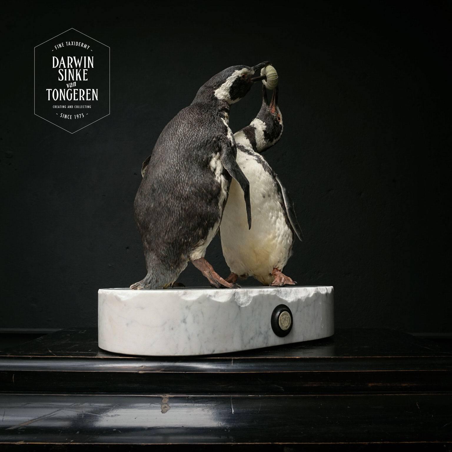 Dutch Couple of Fine Taxidermy Magellanic Penguins by Sinke & Van Tongeren