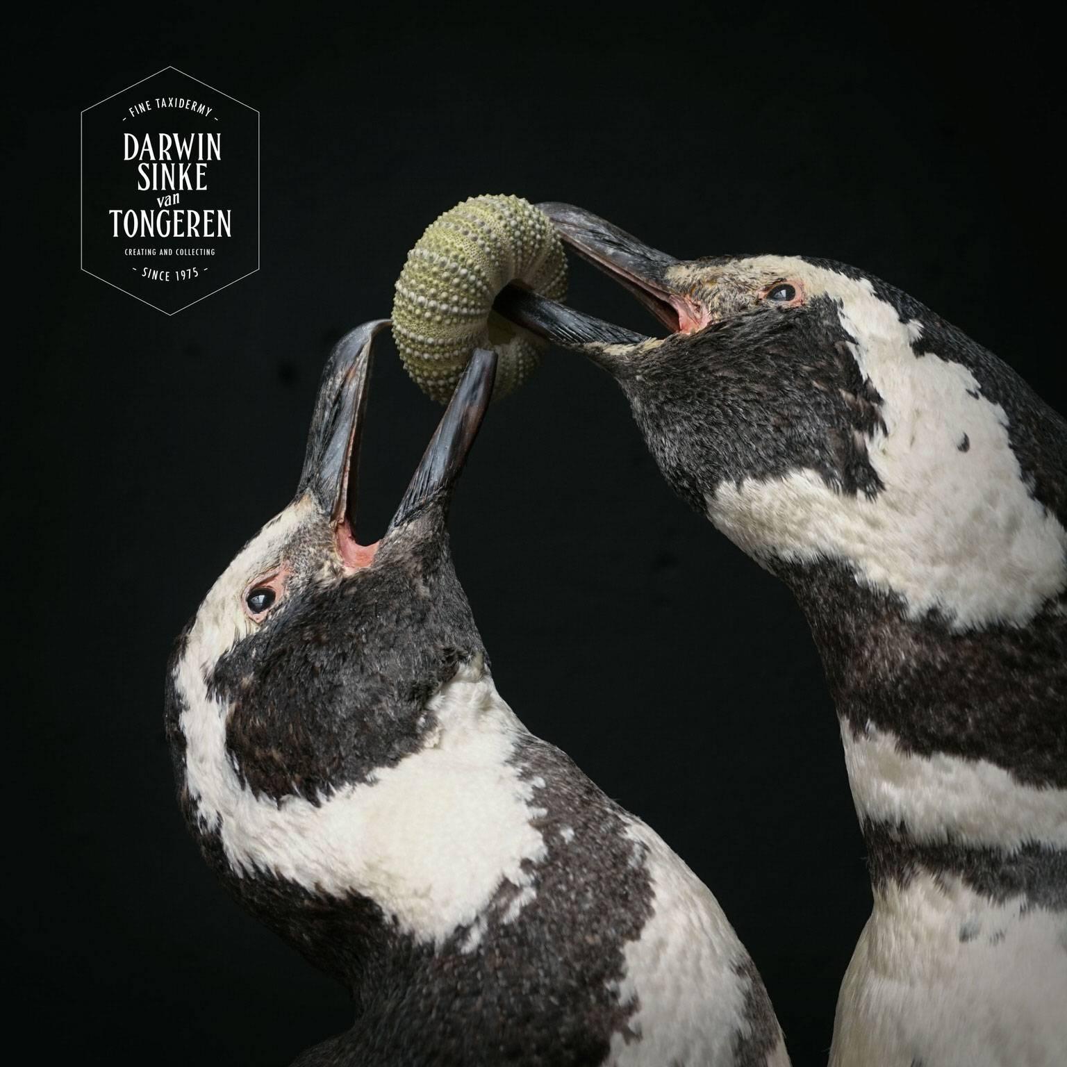 Couple of Fine Taxidermy Magellanic Penguins by Sinke & Van Tongeren 2