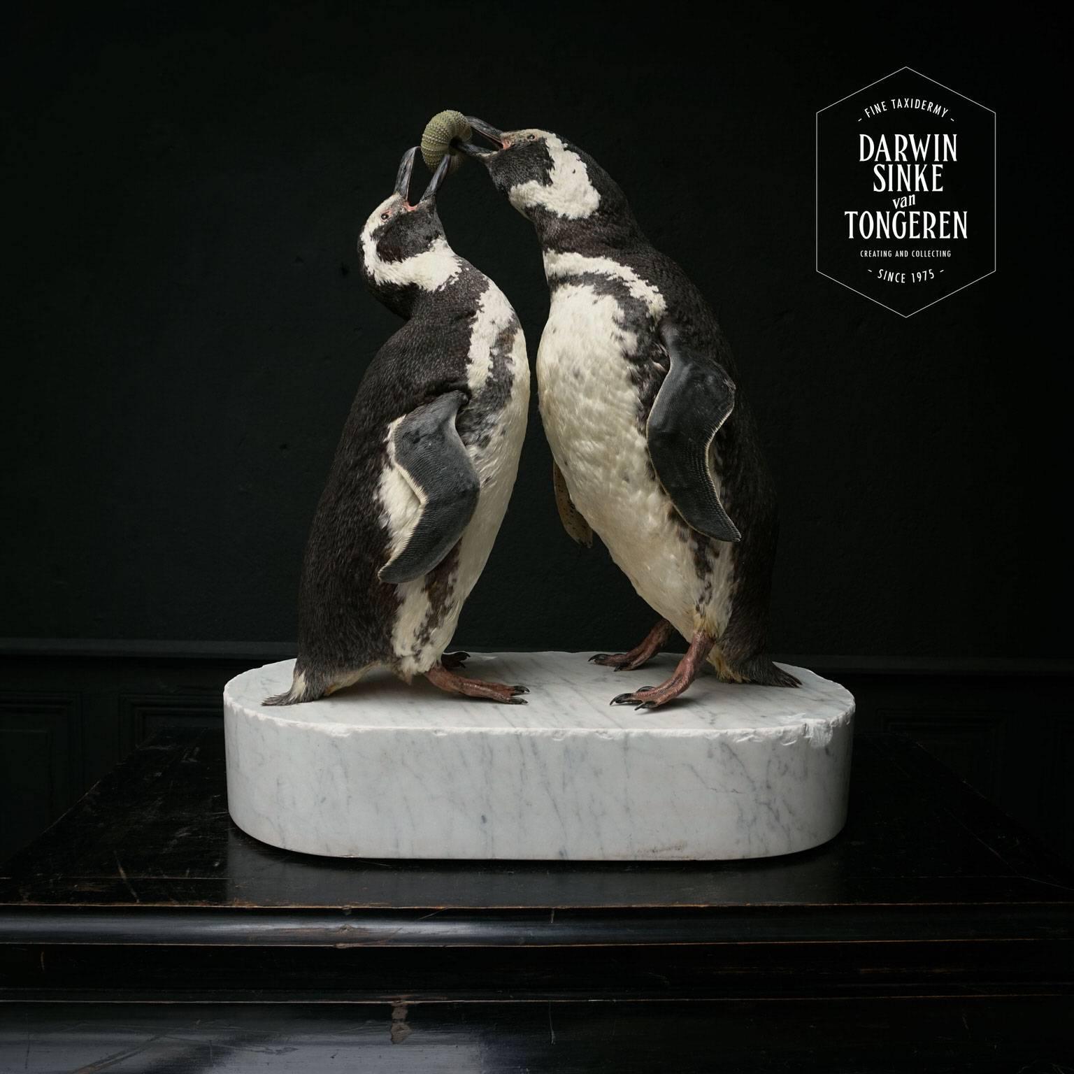 Couple of Fine Taxidermy Magellanic Penguins by Sinke & Van Tongeren In Excellent Condition In Haarlem, NL