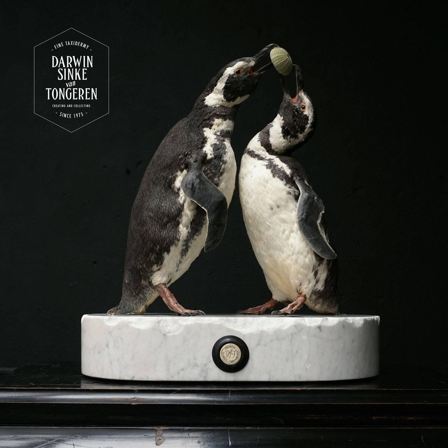 A pair of fine Taxidermy Magellanic Penguins playing with an Urchin shell on a solid white marble base. Magellanic Penguins originally live in the southern parts of South America.

Note: This object is on display at JAMB, Pimlico Rd.