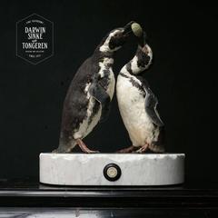 Couple of Fine Taxidermy Magellanic Penguins by Sinke & Van Tongeren