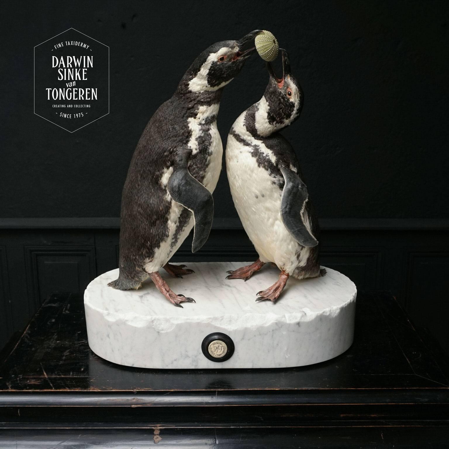 taxidermy penguin for sale