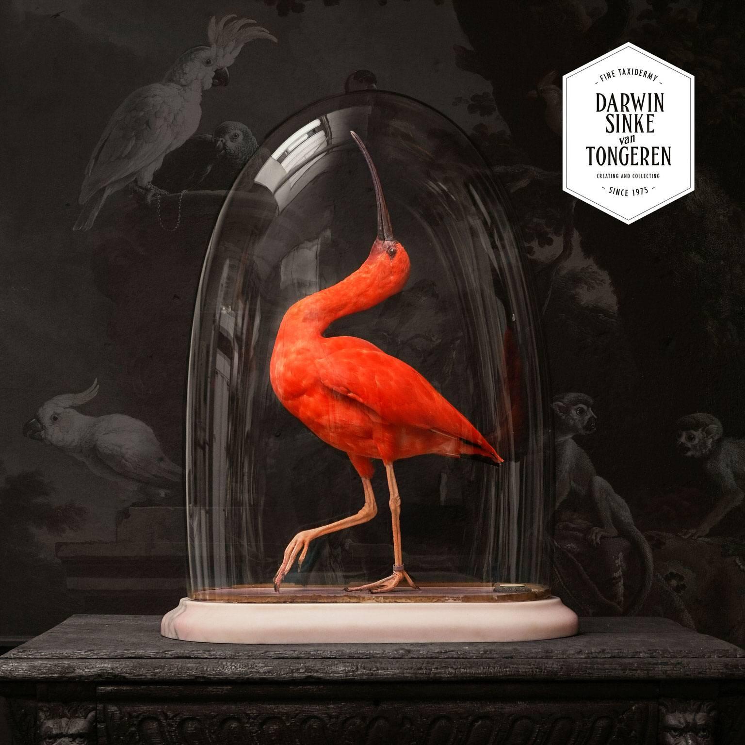 A rarely large Scarlet Ibis (Eudocimus ruber) under an antique glass dome. Standing on a Rosa Portogallo Gold marble plinth.

Note: This object is on display at JAMB, Pimlico Rd. London.
Note: This item is not available to the US.
Note: None of our