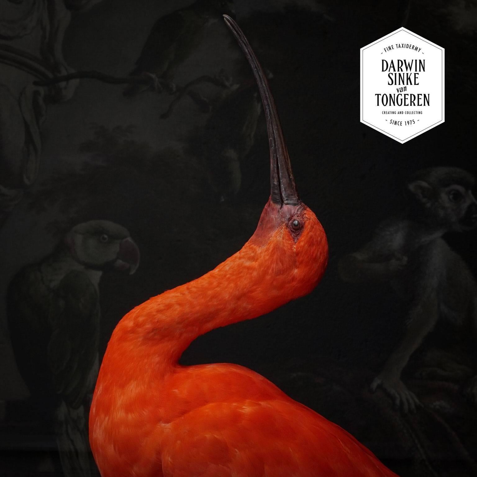 XXIe siècle et contemporain Ibis écarlate en taxidermie fine par Sinke & Van Tongeren