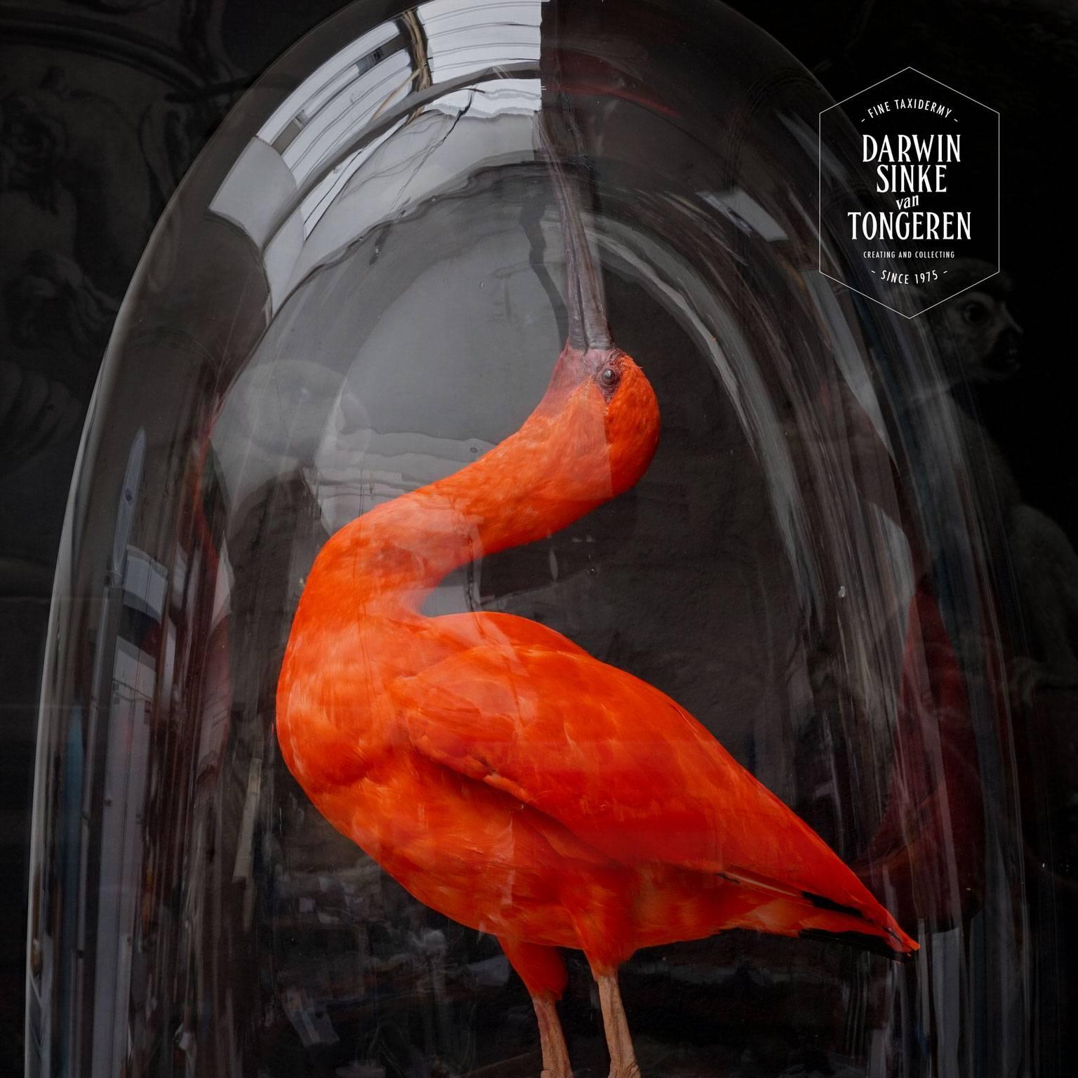 Fine Taxidermy Scarlet Ibis by Sinke & Van Tongeren In Excellent Condition In Haarlem, NL