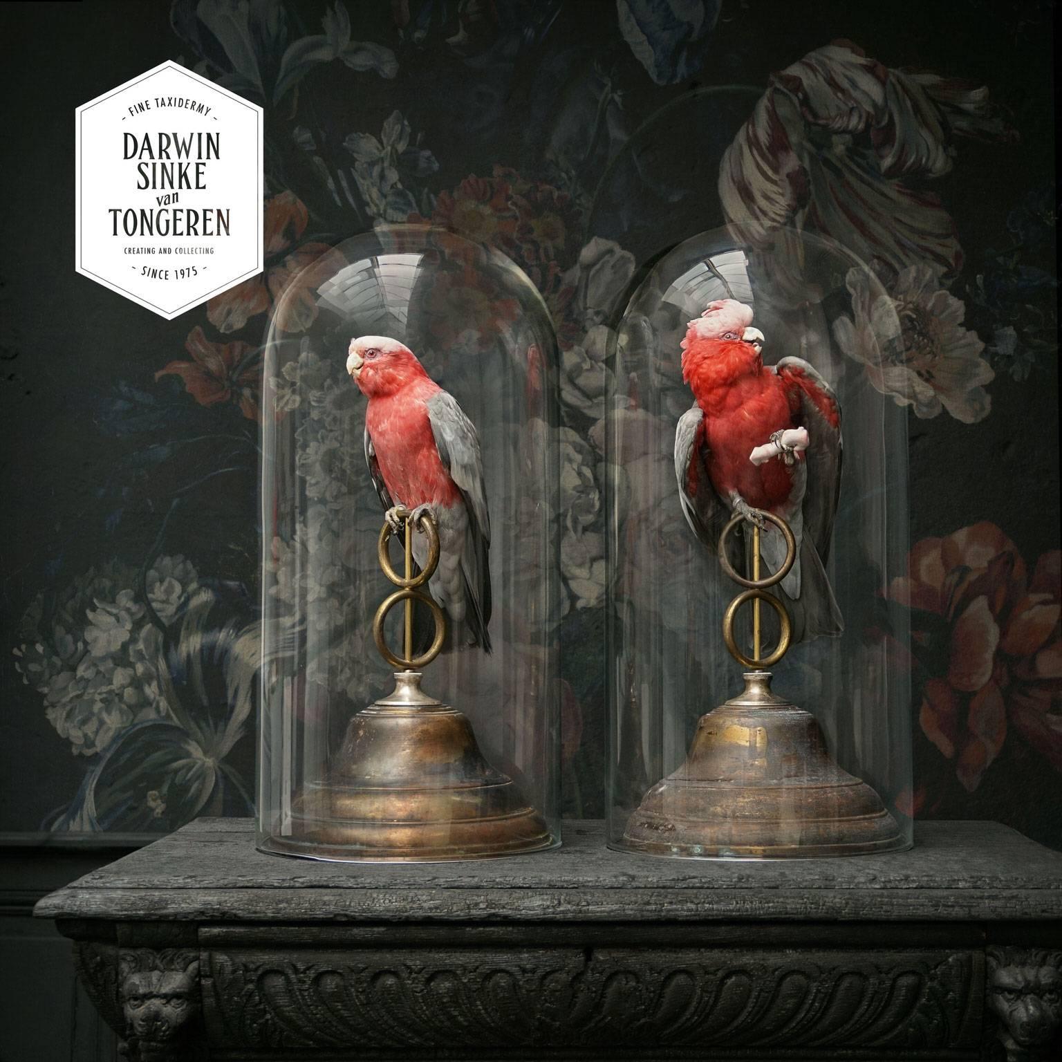 A pair of fine taxidermy roseate cockatoos or Galah (Eolophus roseicapilla) under a glass dome. The rings on the brass base can turn making different compositions possible. 

Note: This object is on display at JAMB, Pimlico Rd. London.
Note: This