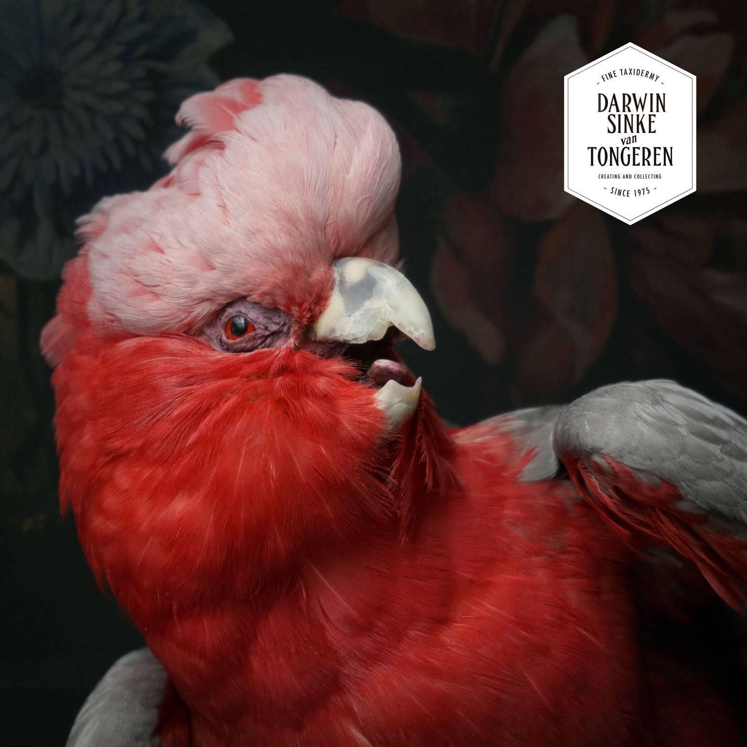 Contemporary Fine Taxidermy Roseate Cockatoos by Sinke & Van Tongeren